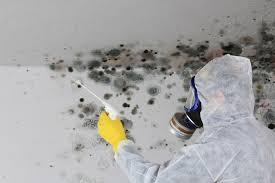 Environmental Consulting for Mold Prevention